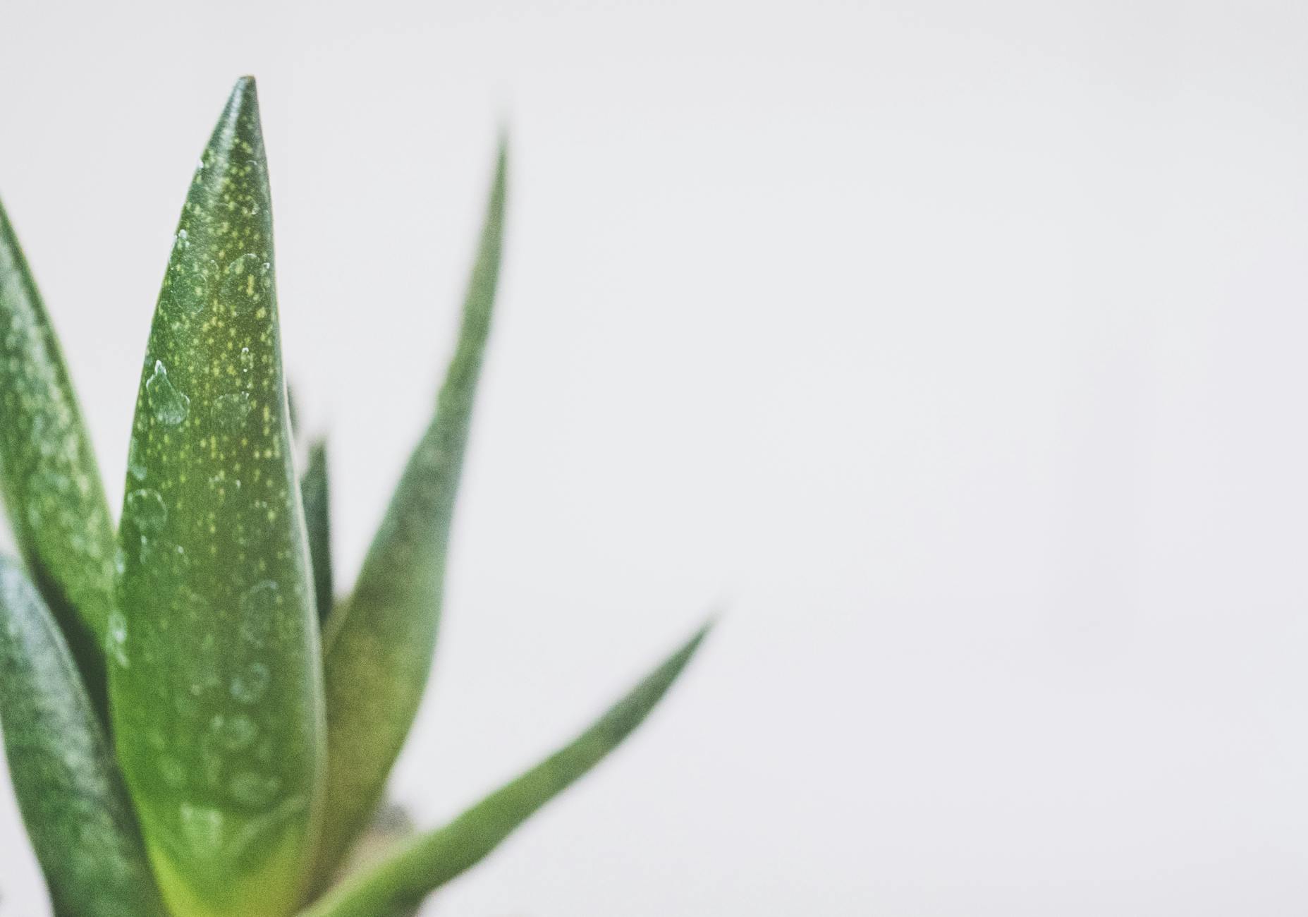 green snake plant close up photo